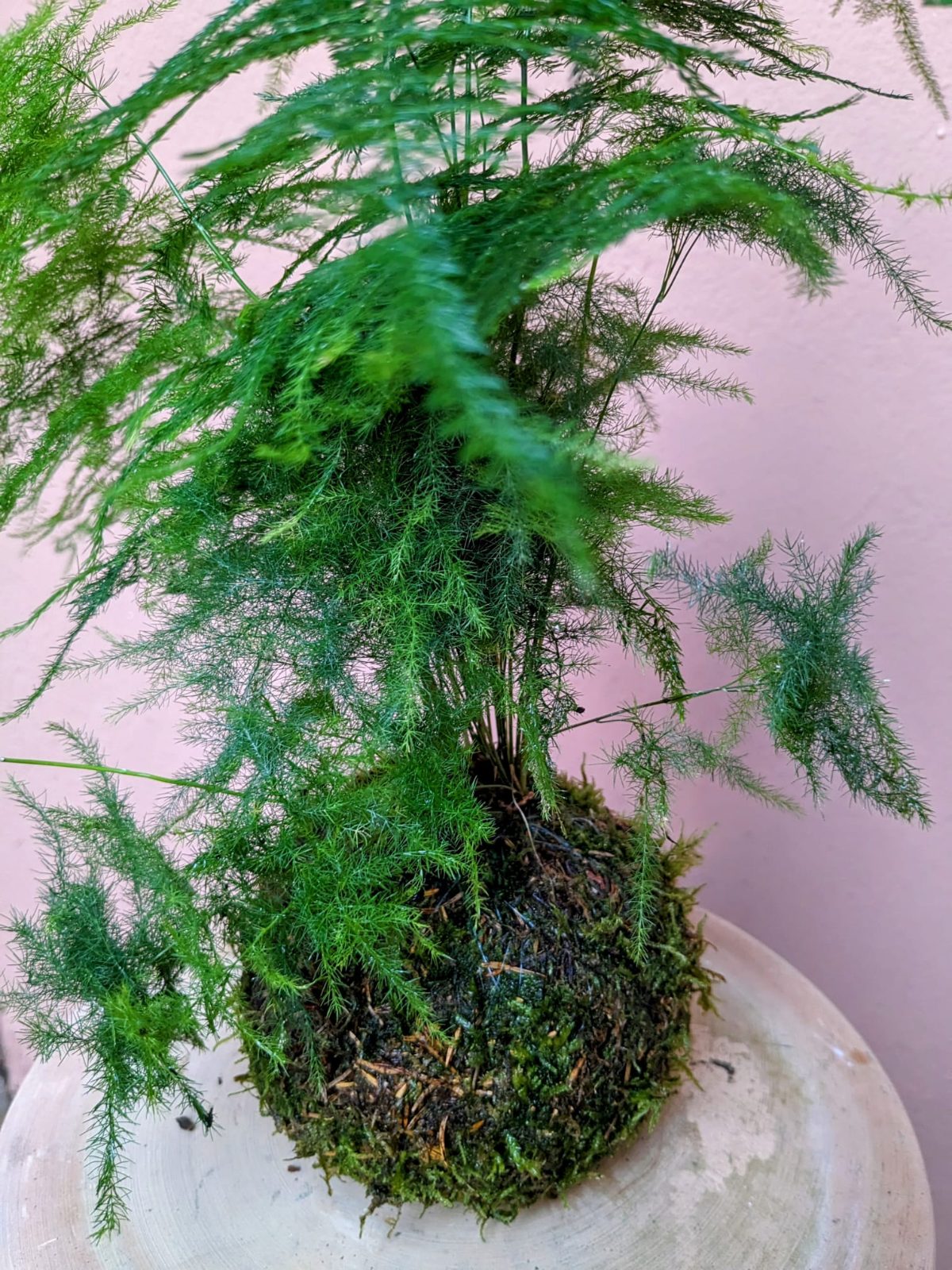 Kokedama - La Lunaire fleuriste Boucau